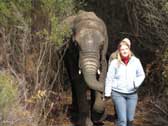 Elephant Interaction Activity- Gauteng from R425 per person | Gauteng