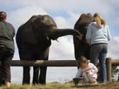 Elephant Interaction Activity- Gauteng from R425 per person | Gauteng